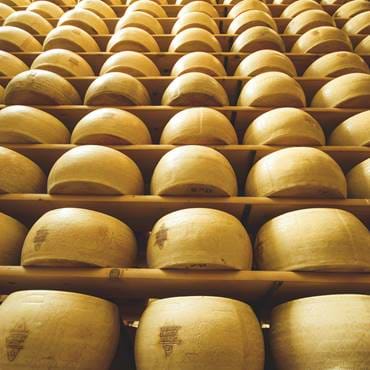 Vertical view of freshly made wheels of cheese